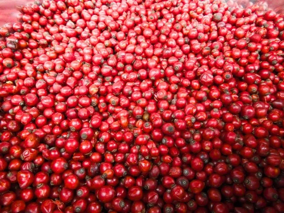 Facial Bliss, Rose – Organic Herbal Face Butter by Missouri Herbs Rose Hips