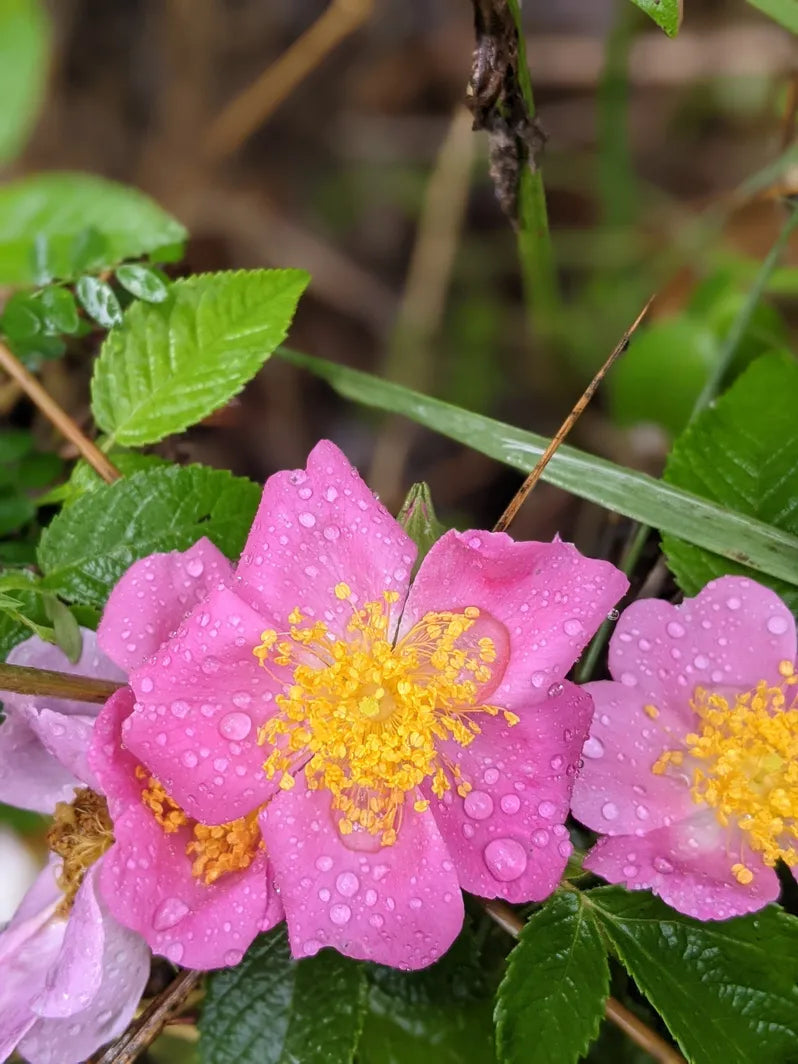Facial Bliss, Rose – Organic Herbal Face Butter by Missouri Herbs Rose Petals