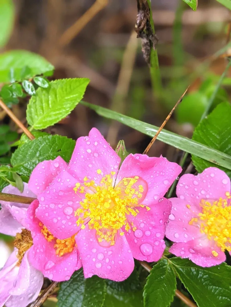 Herbal Face Cleanser Rose Petals Ancient Oil Cleansing Missouri Herbs