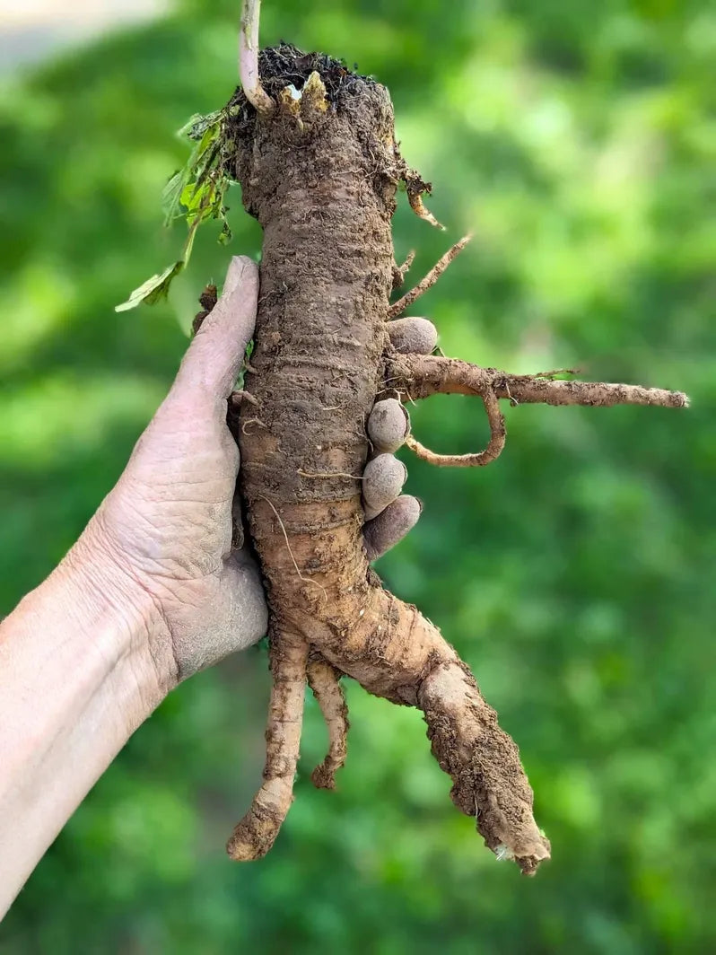 Poke Root Castor Salve WITHOUT sunflower seed oil Missouri Herbs poke root freshly dug with dirt.