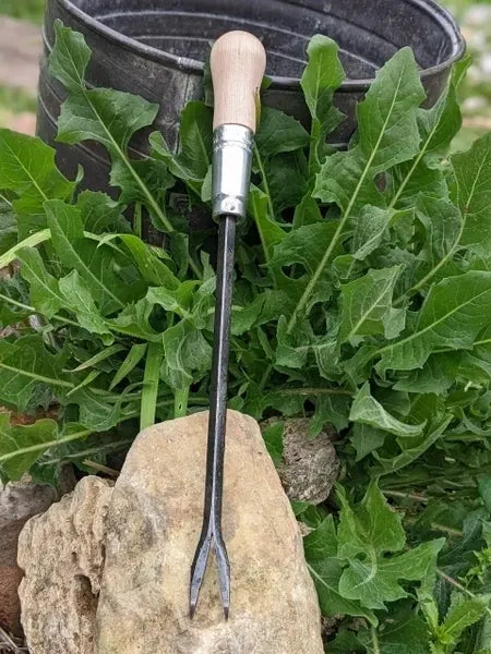 Weeding Fork (dandelion fork) Hand Forged Garden Tool Homestead Iron with chicory leaves.