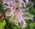 Dry Itchy Skin Salve – Herbal Relief for Eczema, Psoriasis & Irritated Skin monarda flower. 