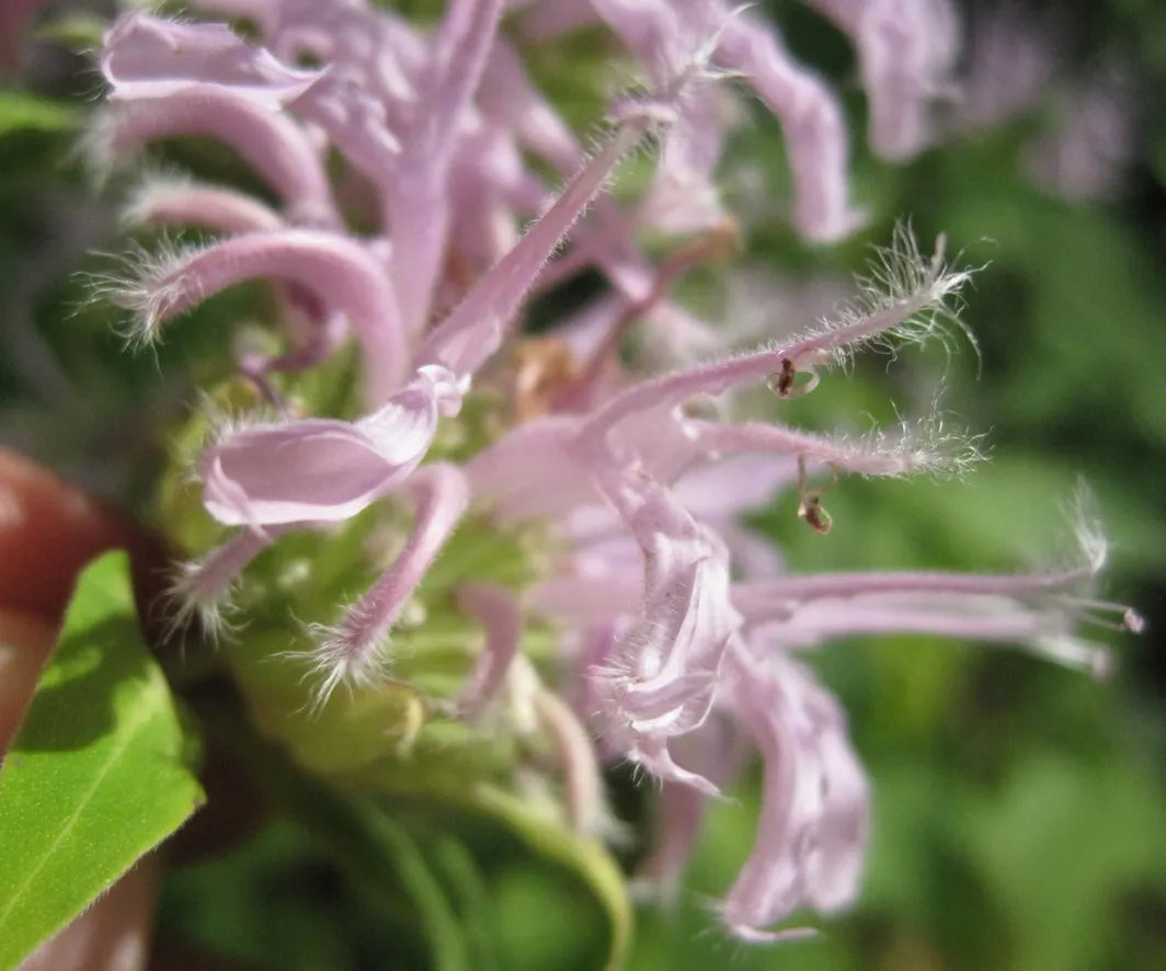 Dry Itchy Skin Salve – Herbal Relief for Eczema, Psoriasis & Irritated Skin monarda flower. 