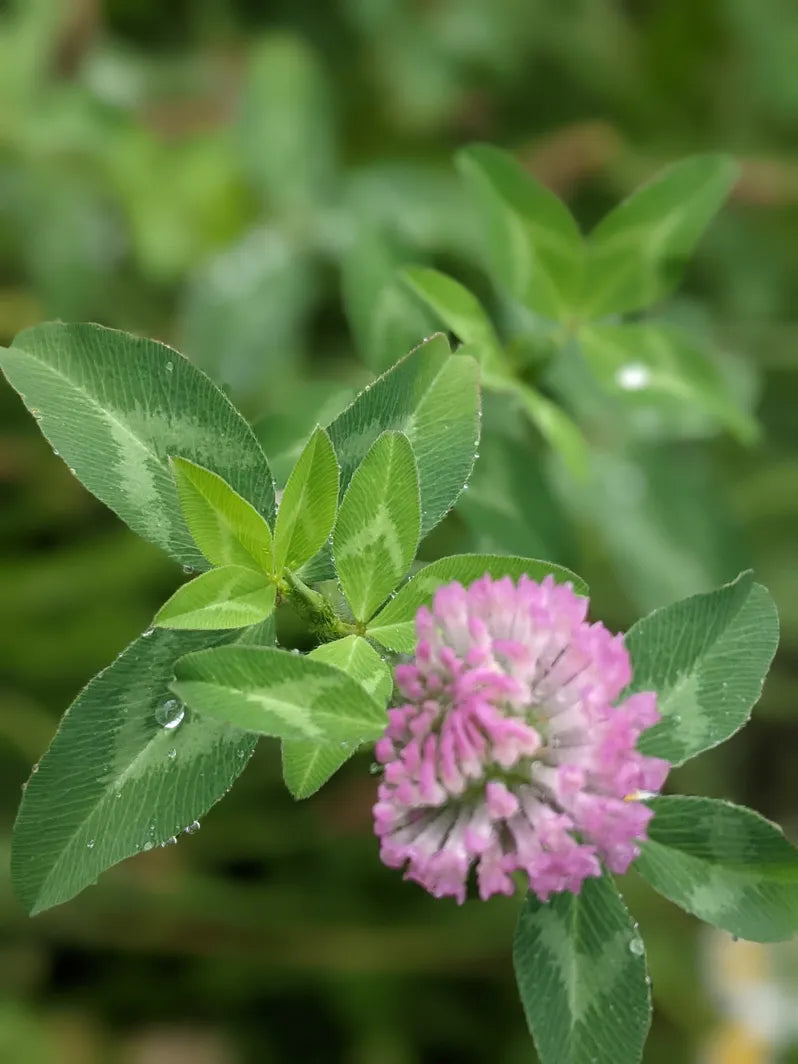 Dry Itchy Skin Salve – Herbal Relief for Eczema, Psoriasis & Irritated Skin clover flower. 
