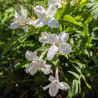 Jasmine flowers by Missouri Herbs. 