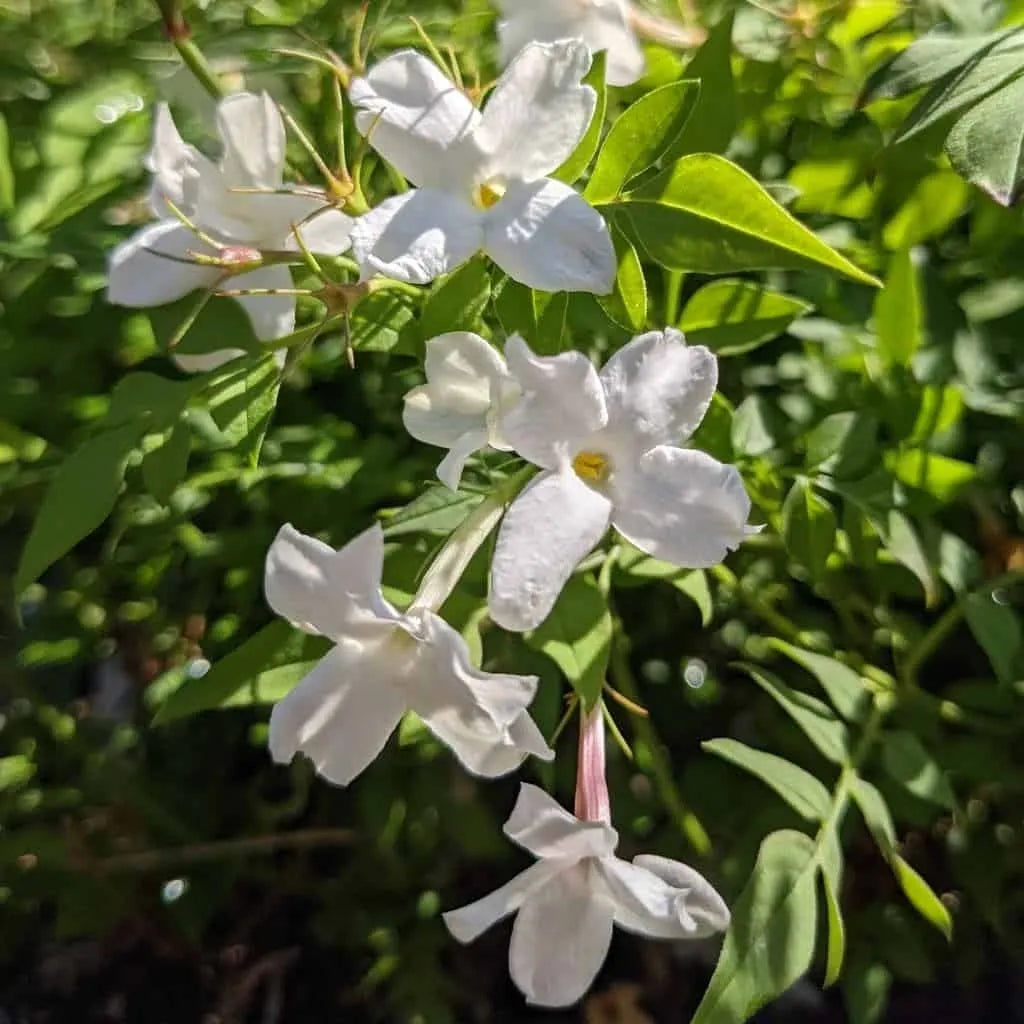 Jasmine flowers by Missouri Herbs. 