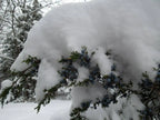 Juniper Evergreen Salve – Wildcrafted Herbal Winter Remedy Missouri Herbs Juniper with snow