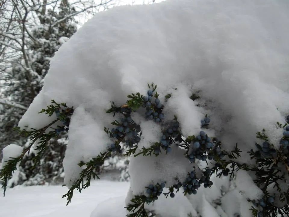 Juniper Evergreen Salve – Wildcrafted Herbal Winter Remedy Missouri Herbs Juniper with snow
