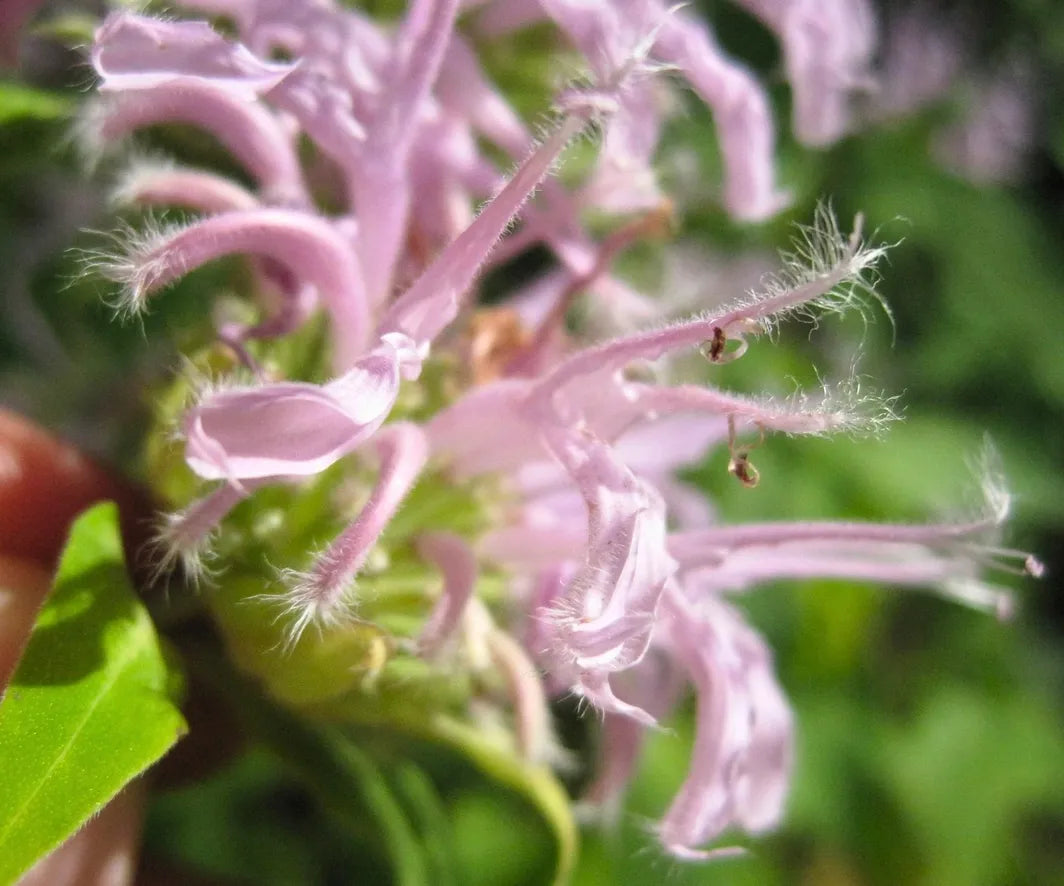 Monarda flower Antimicrobial & Antifungal – Wildcrafted Herbal Remedy Missouri Herbs
