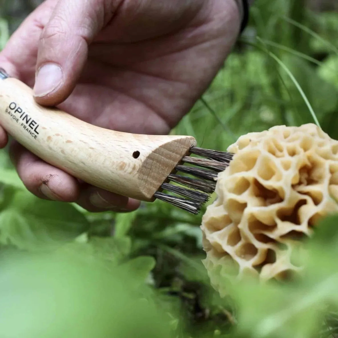 Hand using a Opinel mushroom knife brush on a morel mushroom with a green background