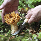 Person holding a morel mushroom and a small knife in a forest setting