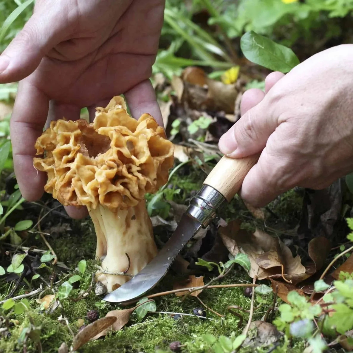 Person holding a morel mushroom and a small knife in a forest setting