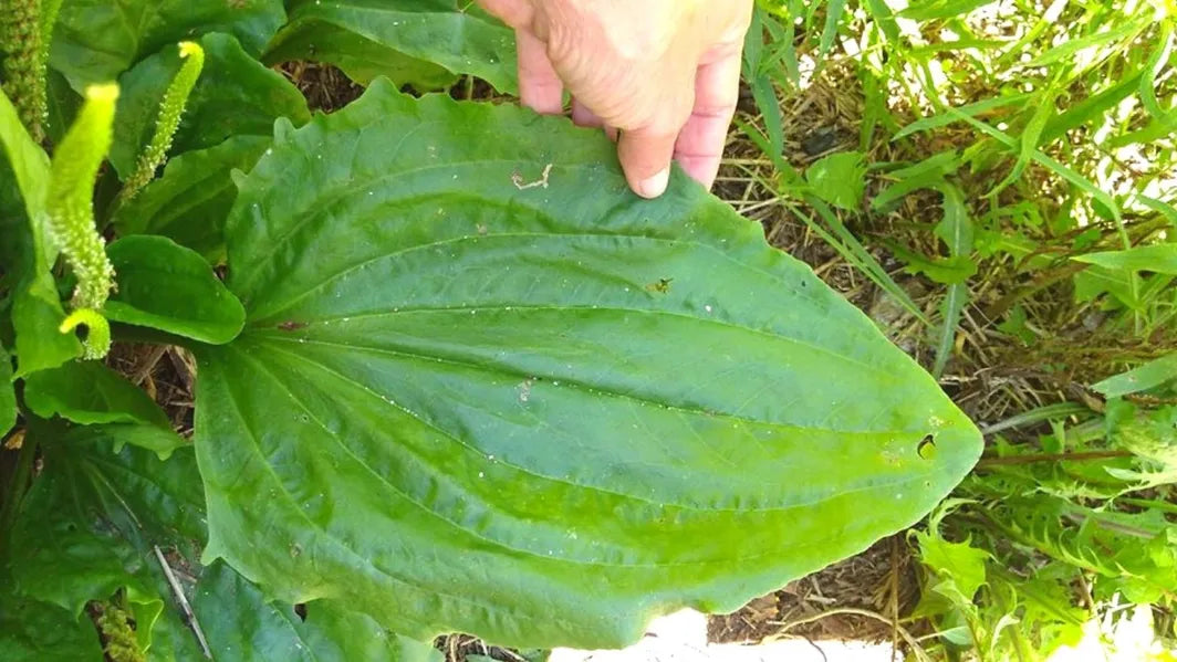 Plantain 1st Aid Salve – Natural Herbal Wound & Bite Remedy Missouri Herbs plantain leaf. 