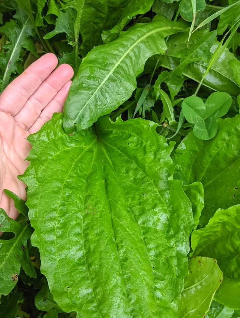 Plantain 1st Aid Salve – Natural Herbal Wound & Bite Remedy Missouri Herbs hand holding giant plantain leaf. 